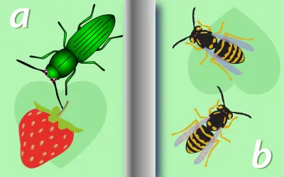 Large thumbnail for math game The beetle and the bee
