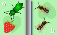 Large icon for The beetle and the bee maths game